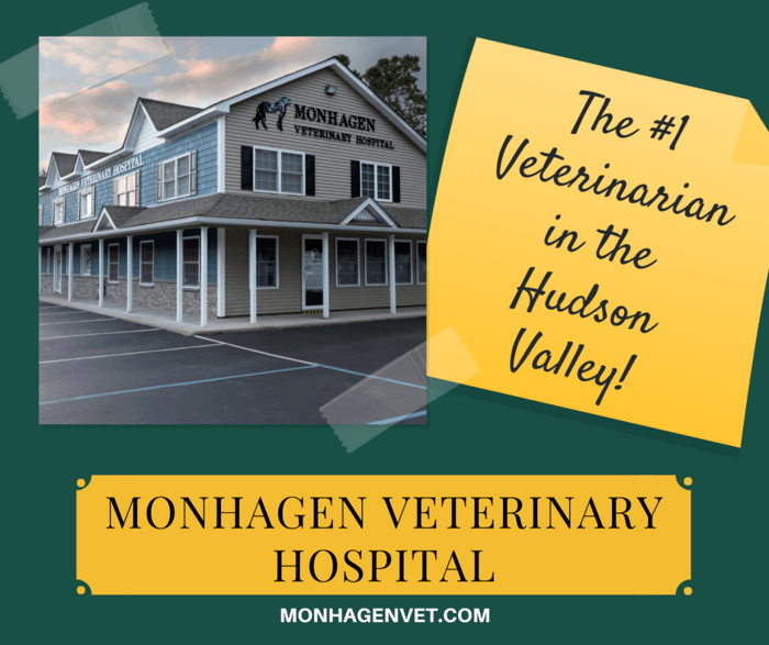 Monhagen Veterinary Hospital Middletown NY A Listly List