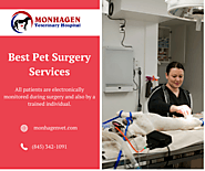 Pet Surgery Services - Monhagen Veterinary Hospital Middletown