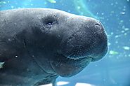 LOVE THOSE MANATEES!! Check out one of these festivals for a nice day trip!