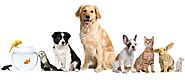 5 Affordable Pet Care Tips I Bet will save you Money - Pet Blog