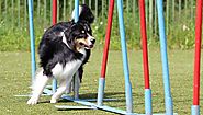 It’s a Promise you can Shape your Dog’s Behaviour with These Training Tips