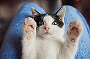 Pay Attention! You are Taking Care of your Cat in A Wrong Way - Pet Blog