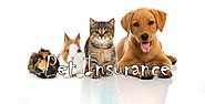 How do you get pet insurance with ease – Certain things to understand