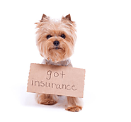 How to Get Dog Insurance – Reasonably Insuring Your Beloved Pet