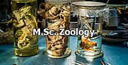 MSc Zoology Colleges in South India | Dolphin PG College