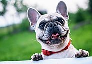 The Top Best Leather Dog Collars For All Breeds (Reviews) - PupUnite