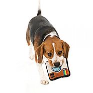 Custom Pet ID Name Tags Online for Dogs and Cats - Australia