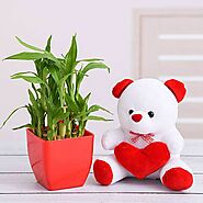 Buy 2 Layer Lucky Bamboo and Teddy - Order Plants Online - OyeGifts