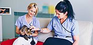 Veterinary Clinic Abu Dhabi - Pet grooming | germanvet.ae