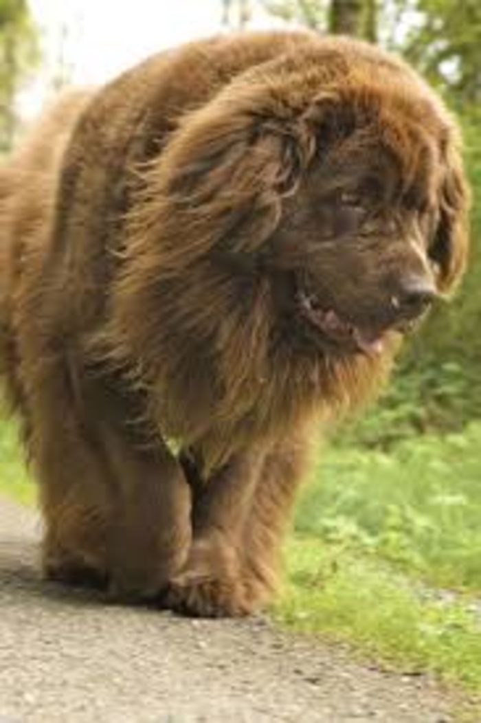 top-10-largest-dog-breeds-in-the-world-a-listly-list