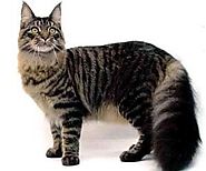 10). Maine Coon
