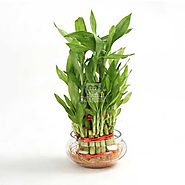 Buy or Send Good Luck Three Layer - Plant Gifts - OyeGifts.com