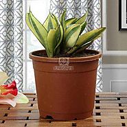 Buy or Send Lush Green Sansevieria - Plant Gifts - OyeGifts.com