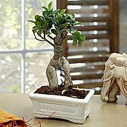 Buy or Send Marvellous Bonsai Plant - Plant Gifts - OyeGifts.com