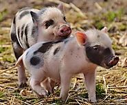 Surgery On Pot-Bellied Pigs Greeley Contemplating Having A Pot-Bellied Pig As A Child?