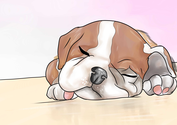 How to Take Care of an English Bulldog Puppy