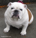 English Bulldog Information and Pictures