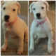 American Bulldog For Sale - Hoobly Classifieds