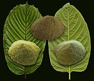 Difference Between Red, Green and White Maeng Da Kratom