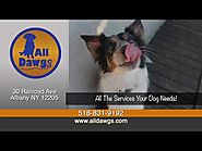 Professional Dog Trainer in Albany