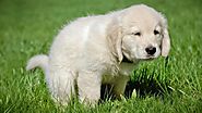 Some of the Useful Facts about Natural Grass Doggy Potty Pads