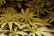 The Court Fight between Medical Marijuana And Home Grown Marijuana