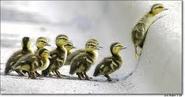 Ducklings Climbing Steps for First Time to be w/ Mother Duck