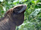 Jamaican Iguana Thought to be Extinct Makes a Comeback