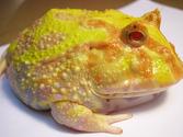 South American Horned Frog, Pacman Frog, Cuteness Alert!