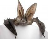 Bat Thought to be Extinct Found Again 120 Years Later