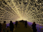 Japan's Spectacular Tunnel of Lights