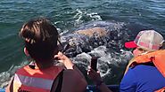 Whale Watching Trip in Baja California