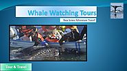 Baja Gray Whale Watching Trip