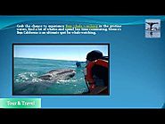 Baja Jones 2019 Whale Watching Schedule