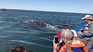 Whale Watching Trip with Baja Jones Adventure Travel