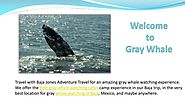 Gray Whale Watching Trip Baja