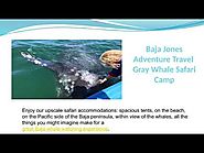 Gray Whale Safari Camp in Baja