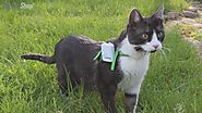 Lokalizator GPS dla kota