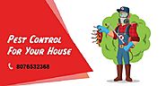 Termite Pest Control Services in Delhi