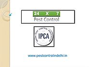 Pest Control 24*7 — Pest Control in delhi is offering good pest...