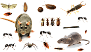 The ultimate answer to pest infestation is Pest Control Gurgaon – Pest Control 24X7