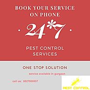 See Effective Result with Pest Control Service Gurgaon
