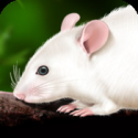 Rat Dissection for iPad on the iTunes App Store