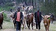 Several lives lost as herdsmen, villagers clash in Adamawa - Davina Diaries