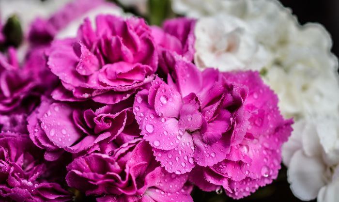 know-the-meaning-of-color-before-choosing-carnations-a-listly-list