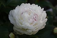 White Carnations