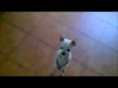 Funny Dogs Compilation 2013