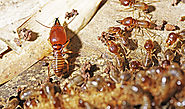 Pest Control Noida | Termite Control Company in Nodia