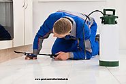Pest control in faridabad by Experts
