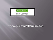 One of the Largest Pest Control Services In faridabad | edocr